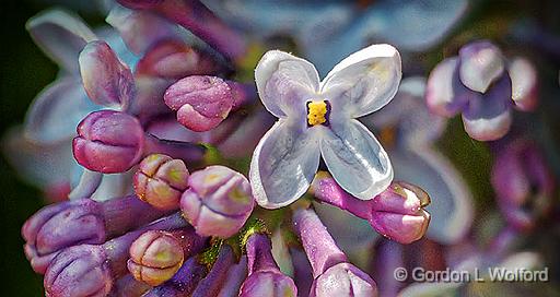 Lilac Closeup_P1120471-82.jpg - Photographed at Franktown, Ontario, Canada.